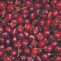 cherries fabric