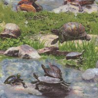 turtle fabric